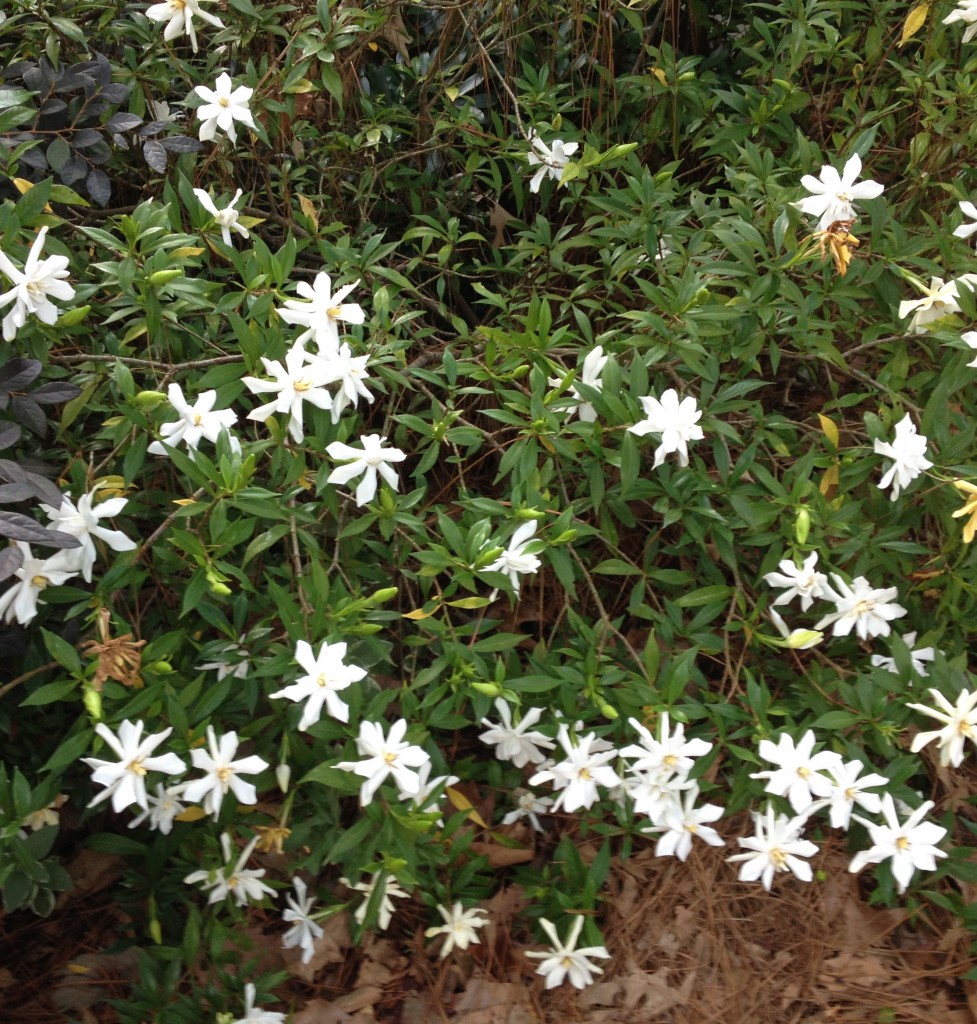 gardenia bush 2