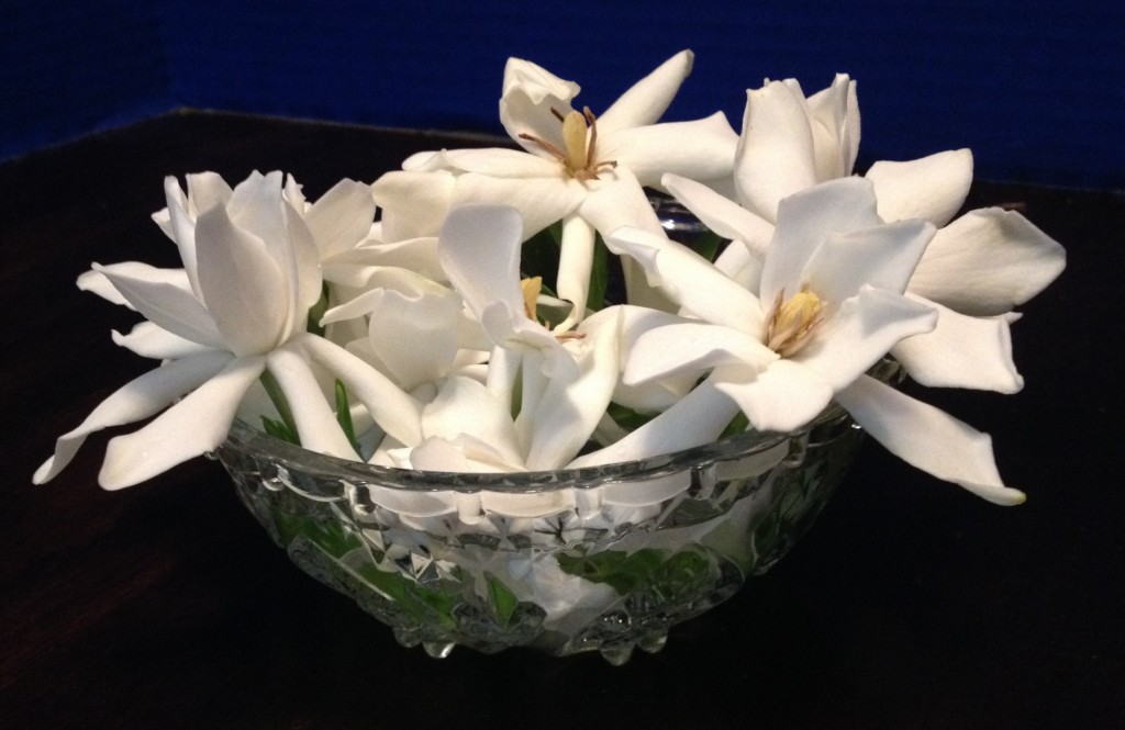 gardenia in bowl