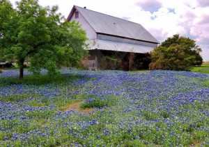 bluebonnets and barn