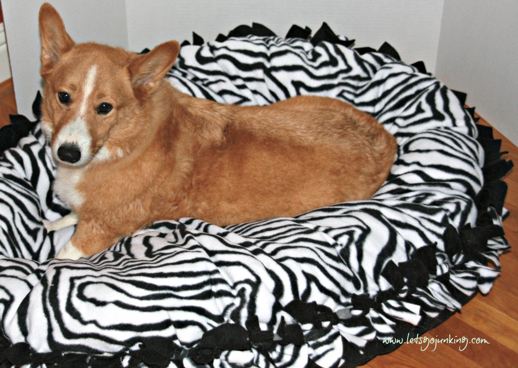 tucker sitting up on bed